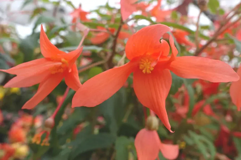 Begonie Boliviensis - oranžová plnokvětá