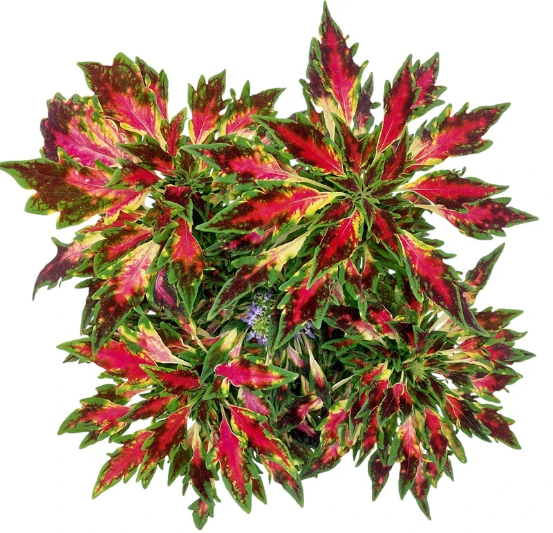 Coleus blumei - Africká kopřiva 194