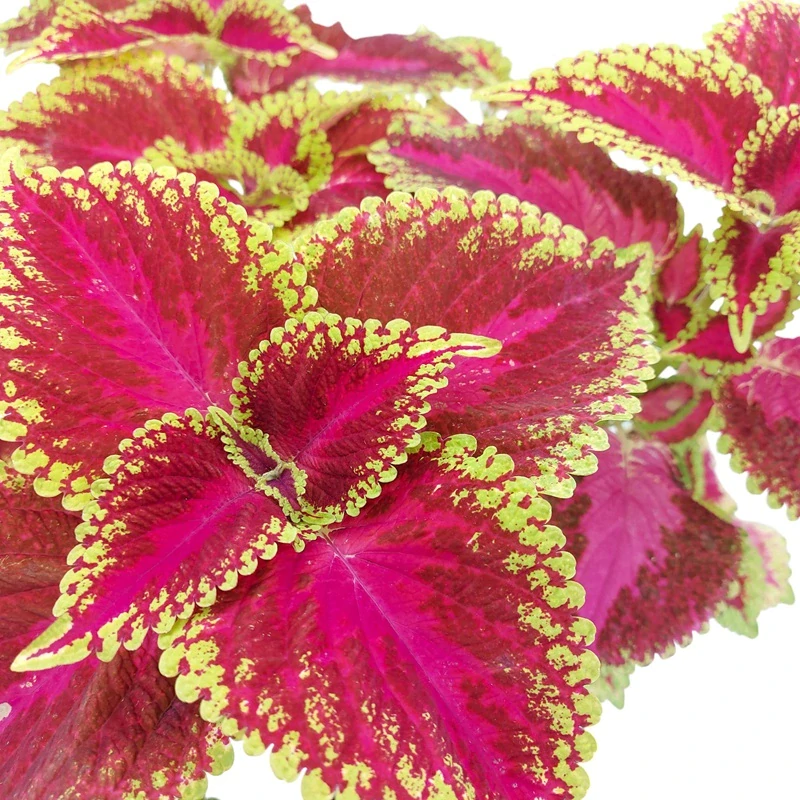 Coleus blumei - Africká kopřiva 294