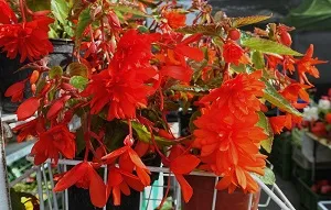 Begonie Boliviensis - červená plnokvětá