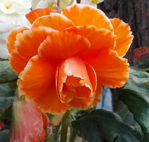 Begonie Elizabeth - oranžová