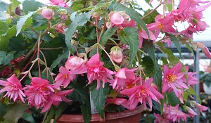 Begonie Boliviensis - růžová plnokvětá