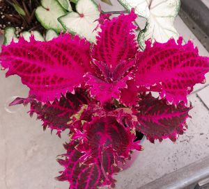 Coleus blumei - Africká kopřiva 1
