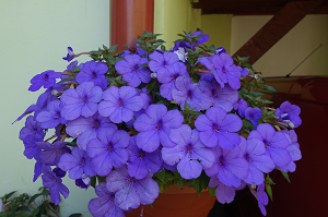 Achimenes - Honzík modrý (India)