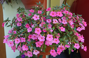 Achimenes - Honzík růžový (Menuett)