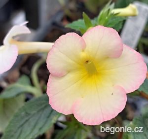 Achimenes - Honzík žluto - růžový