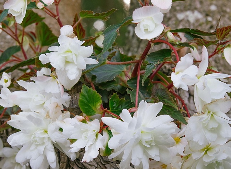 Begonie Boliviensis - bílá plnokvětá
