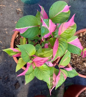 Alternanthera Bettzickiana (tricolor)