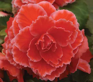 Begonie Elizabeth - červená