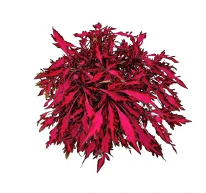 Coleus blumei - Africká kopřiva 199
