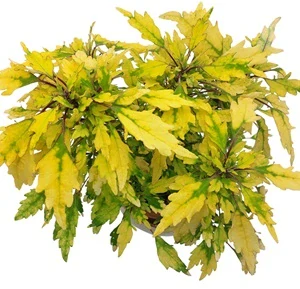 Coleus blumei - Africká kopřiva 198