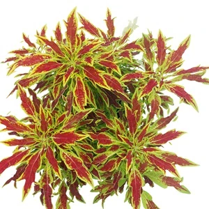 Coleus blumei - Africká kopřiva 197