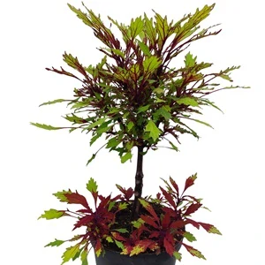 Coleus blumei - Africká kopřiva 192