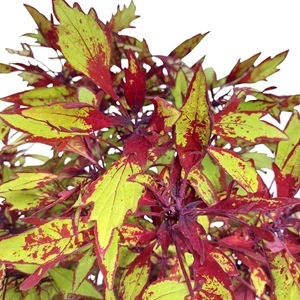 Coleus blumei - Africká kopřiva 191