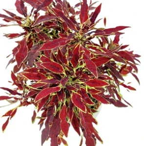 Coleus blumei - Africká kopřiva 187