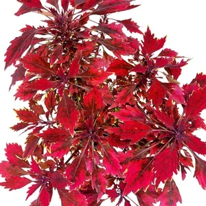 Coleus blumei - Africká kopřiva 185