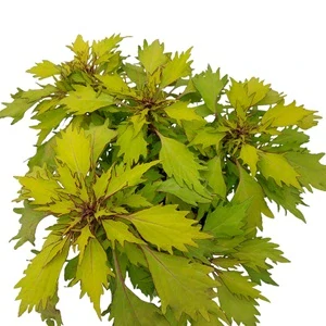 Coleus blumei - Africká kopřiva 189
