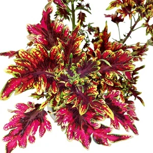 Coleus blumei - Africká kopřiva 099