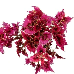 Coleus blumei - Africká kopřiva 098