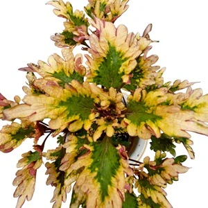 Coleus blumei - Africká kopřiva 095