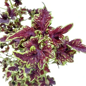 Coleus blumei - Africká kopřiva 094