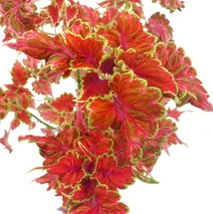 Coleus blumei - Africká kopřiva 093