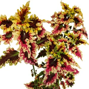 Coleus blumei - Africká kopřiva 091