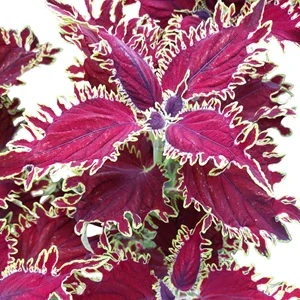 Coleus blumei - Africká kopřiva 090
