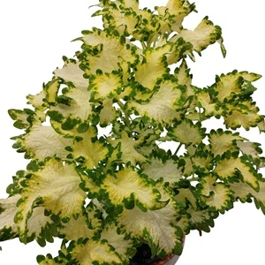 Coleus blumei - Africká kopřiva 089