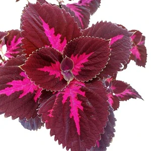 Coleus blumei - Africká kopřiva 298