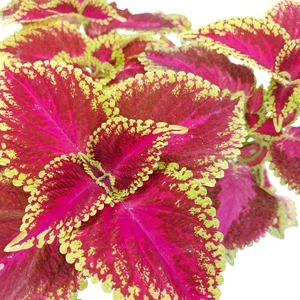 Coleus blumei - Africká kopřiva 294