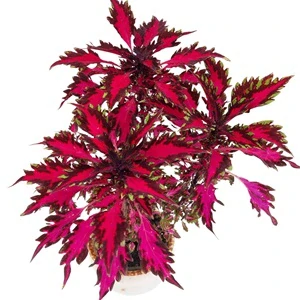 Coleus blumei - Africká kopřiva 293