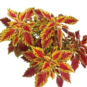Coleus blumei - Africká kopřiva 291