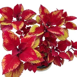 Coleus blumei - Africká kopřiva 290