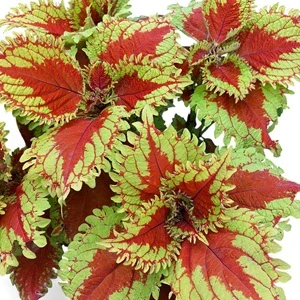 Coleus blumei - Africká kopřiva 297