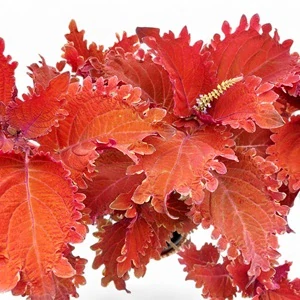 Coleus blumei - Africká kopřiva 296