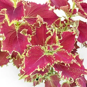 Coleus blumei - Africká kopřiva 295
