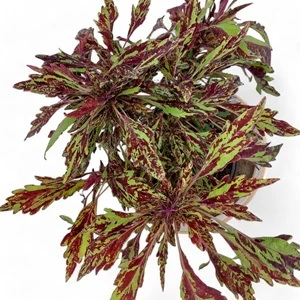 Coleus blumei - Africká kopřiva 056
