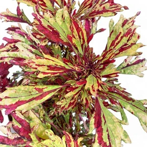 Coleus blumei - Africká kopřiva 057