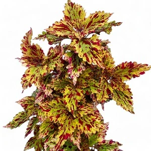 Coleus blumei - Africká kopřiva 058