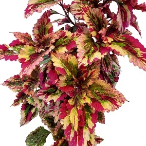 Coleus blumei - Africká kopřiva 059