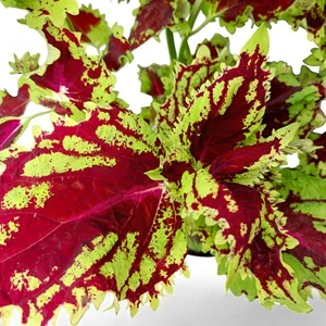 Coleus blumei - Africká kopřiva 292