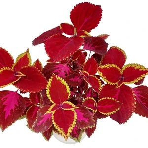 Coleus blumei - Africká kopřiva 299