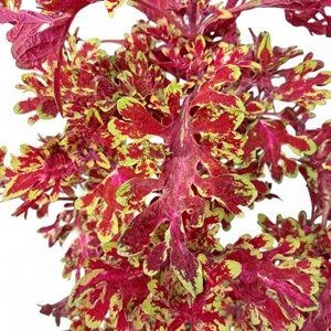 Coleus blumei - Africká kopřiva 247