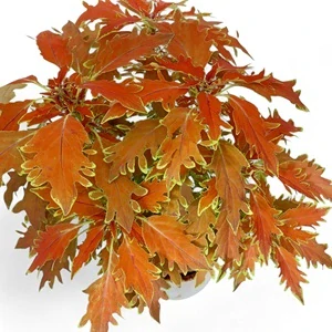 Coleus blumei - Africká kopřiva 244