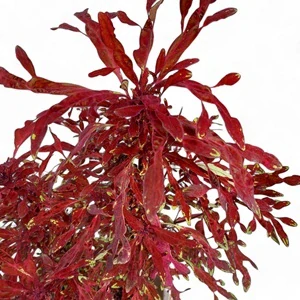 Coleus blumei - Africká kopřiva 241