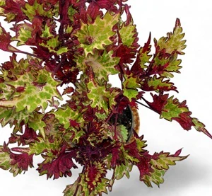 Coleus blumei - Africká kopřiva 240