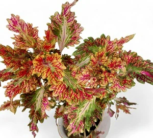 Coleus blumei - Africká kopřiva 242