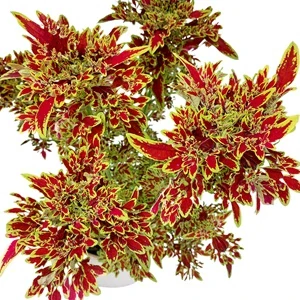 Coleus blumei - Africká kopřiva 243