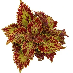 Coleus blumei - Africká kopřiva 239